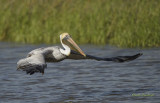 Brown Pelican