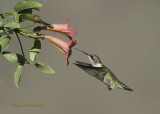 Ruby-throated Hummimgbird