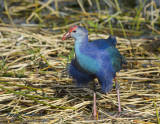 Purple Swamphen