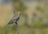 Yellow-variant House Finch