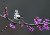 Carolina Chickadee