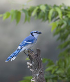 Blue Jay