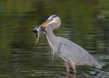 Great Blue Heron trying to get down a Sora Rail