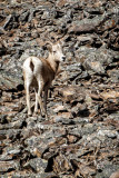 Bye..bye...Big Horn at Kananaskis Co_20140929-IMG_9610-1.jpg