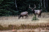 Bull Elk with cowsnear Minnetonka_20140930-IMG_9737.jpg