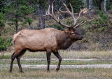 Bull Elk at Athabaska_20141004-IMG_0317-1.jpg