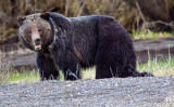 Momma grizzly, Yellowstone!