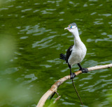 Cormorant
