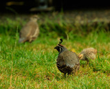 Takahe, flightless, endangered...IMG_0251.jpg