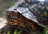 Box Turtle