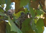 Baby American Goldfinches