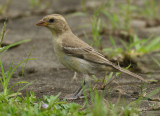 Plain-backed Sparrow - Passer flaveolus 