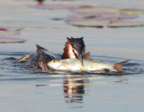 Great Crested Grebe - Podiceps cristatus (Fuut)