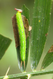 4.  Elymnias hypermnestra (LInnaeus, 1763)