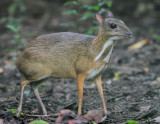 Lesser Mouse Deer - Tragulus kanchil