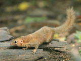 Northern Treeshrew - Tupaia belangeri
