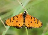 3.  Acraea terpsicore (Linnaeus, 1758)