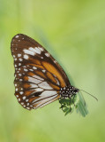 3.   Danaus melanippus hegesippus (Cramer, 1777)