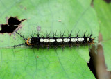 4.  Ariadne ariadne (Linnaeus, 1763)