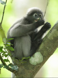 Dusky Leaf Monkey - Trachypithecus obscurus 