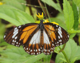 3.  Danaus melanippus hegesippus (Cramer, 1777)
