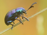 5.  Chrysochus pulcher (Baly, 1864)