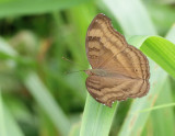 3.  Junonia iphita (Cramer, 1779)