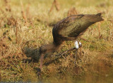 Glossy Ibis - Plegadis falcinellus (Zwarte Ibis)