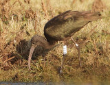 Glossy Ibis - Plegadis falcinellus (Zwarte Ibis)
