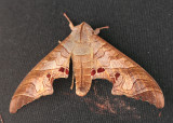 6.  Marumba spectabilis spectabilis (Butler, 1875)