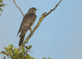 Eurasian Cuckoo - Cuculus canorus (Koekoek)