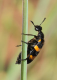 2.  Mylabris phalenata (Pallas, 1956)