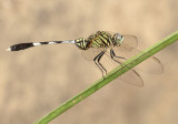 Orthetrum sabina sabina (Drury, 1770)