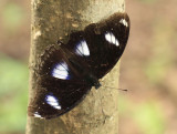 3.  Hypolimnas bolina (Linnaeus, 1758)