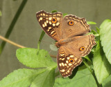 3.  Junonia lemonias (Linnaeus, 1758)