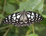 3.  Tirumala limniace (Cramer, 1775)