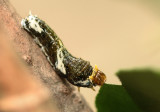 3.  Papilio demoleus (Linnaeus, 1758)