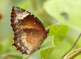 3.  Elymnias hypermnestra (Linnaeus, 1763)
