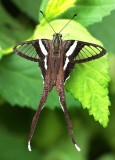 2. Lamproptera meges annamiticus (Fruhstorfer, 1909)