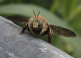  Xylocopa-spec