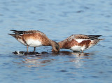 American Wigeon x European Wigeon
