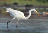 Great Egret - Ardea alba (Grote Zilverreiger)
