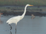 Great Egret - Ardea alba (Grote Zilverreiger)