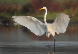Great Egret - Ardea alba (Grote Zilverreiger)