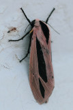 2.  Creatonotos gangis (Linnaeus, 1763