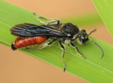 Trogaspidia suspiciosa (Bingham, 1895)