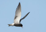 Black Tern - Chlidonias niger (Zwarte Stern)