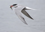 Common Tern - Sterna hirundo (Visdief)