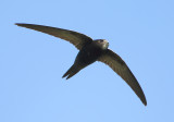 Common Swift - Apus apus (Gierzwaluw)