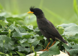 White-vented Myna - Acridotheres grandis (Grote Maina)